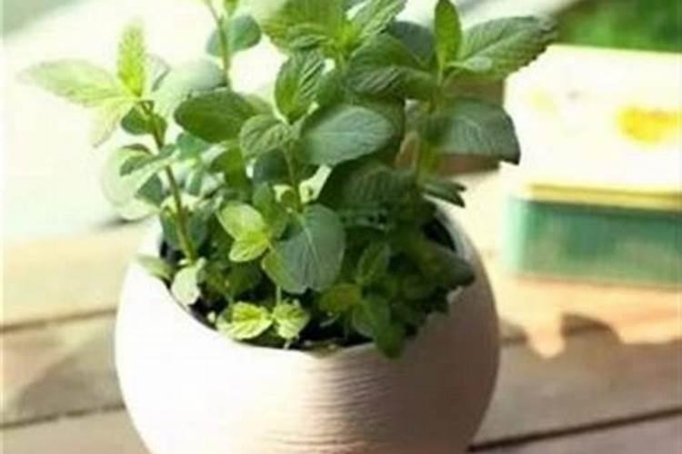 薄荷用花多多1号还是10号