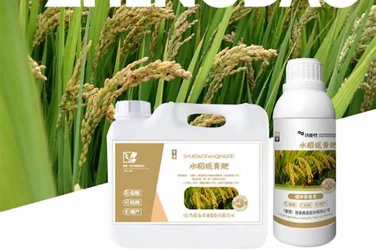 水稻返青肥的正确使用