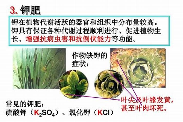 水稻施钾肥的时候,有哪些需要注意的地方？