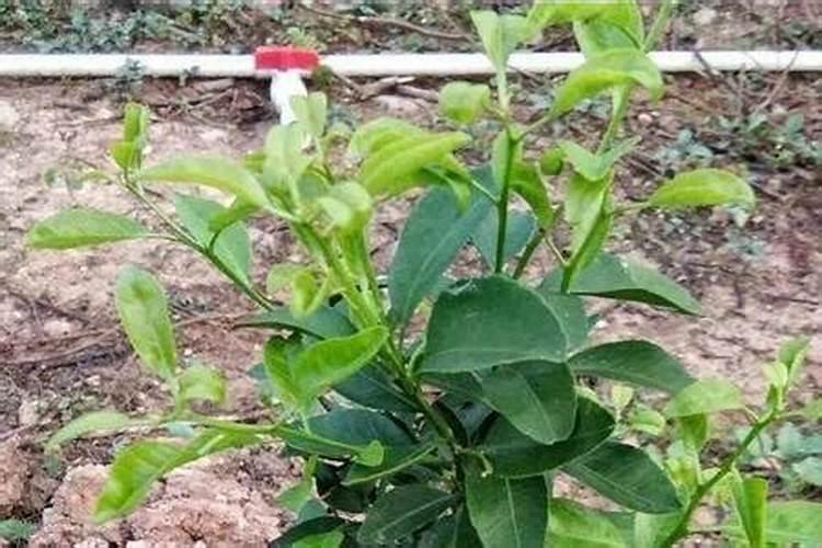 果树种植中的水溶肥怎么样才算好？