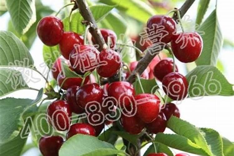 樱桃树用什么叶面肥