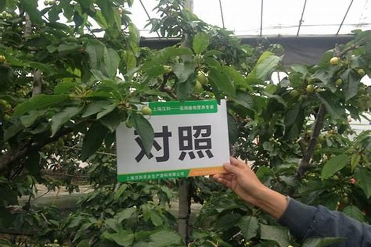 樱桃树用什么叶面肥
