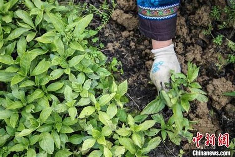 板蓝根种植技术是什么