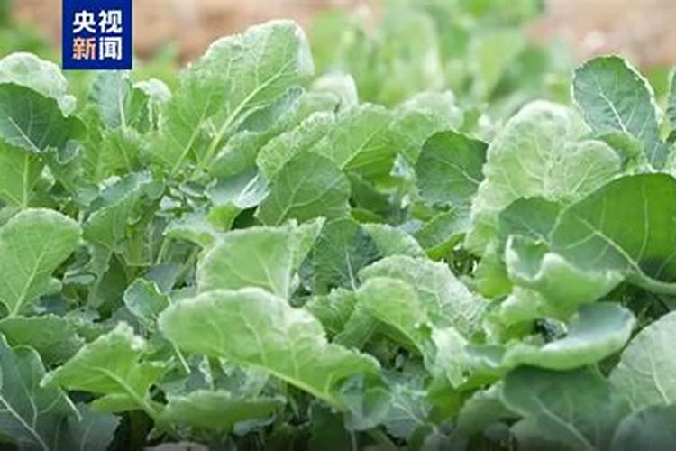 板蓝根种植技术是什么