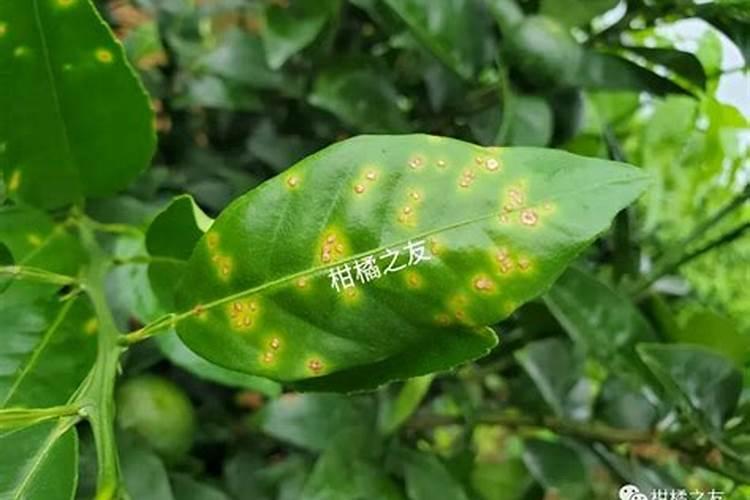 矿物油不能和哪些农药混用
