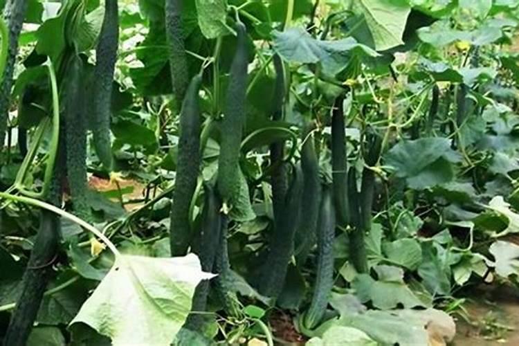 怎么给刚结果的黄瓜施肥和浇水？施什么肥比较好？