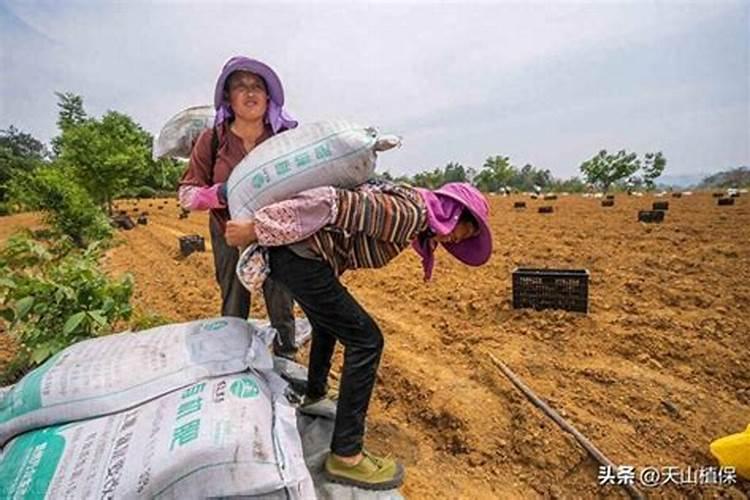 进口十大水溶肥品牌