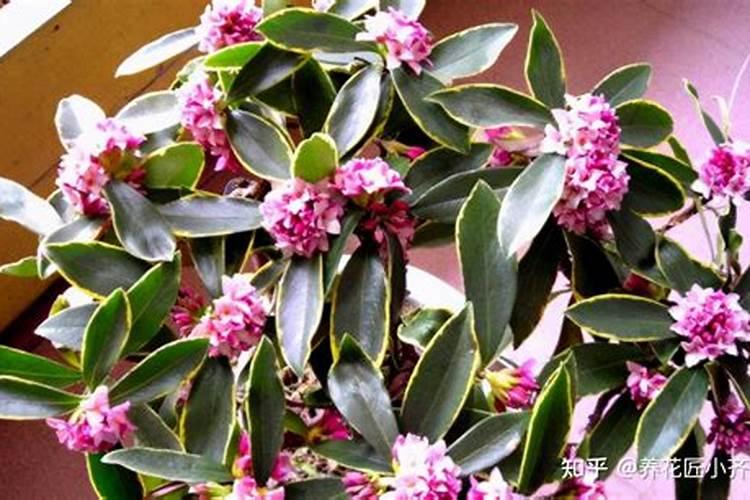 瑞香花开了 几个小技巧 开花更持久 满室生香