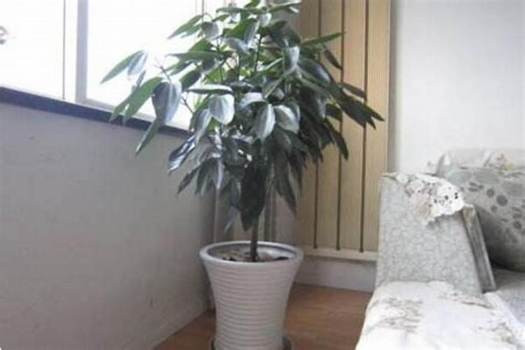 芸苔素内酯作用与功效和使用方法
