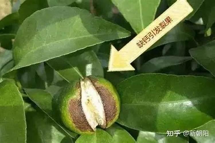 玫瑰花需什么肥料