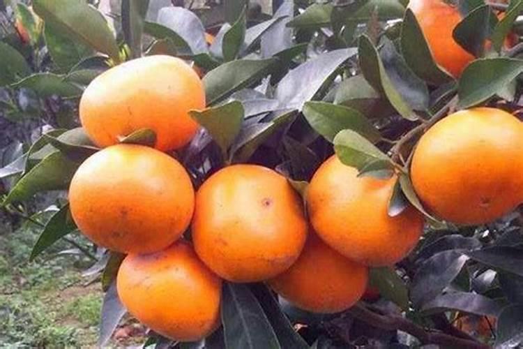 青菜用什么肥料最好