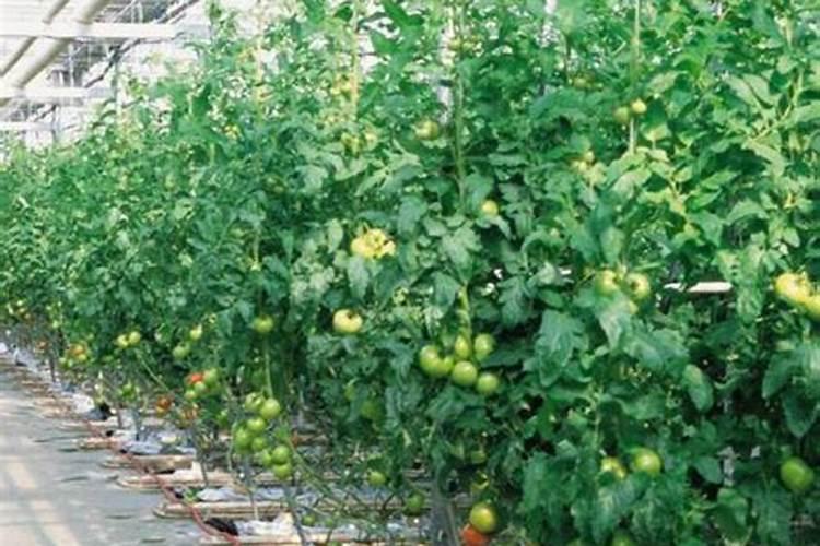 丝瓜结果后施什么肥料