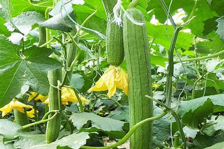 丝瓜结果后施什么肥料