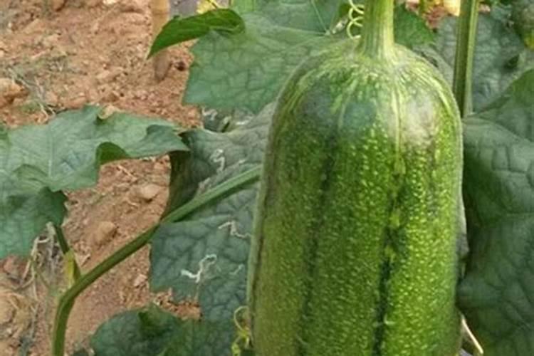 大棚丝瓜修剪技术方法大棚丝瓜种植方法