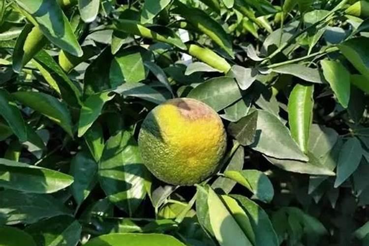 怎样防治柑橘缺钾症？