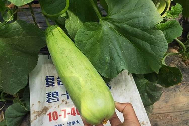小麦什么时候喷叶面肥比较好