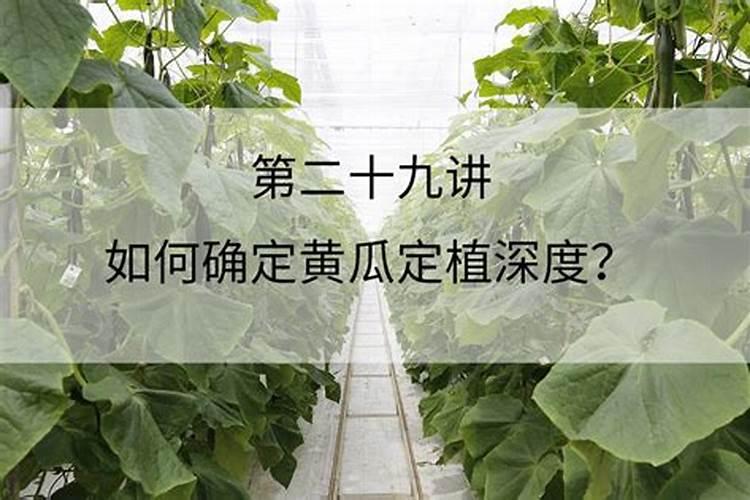 黄瓜苗期是先补磷还是先补钙