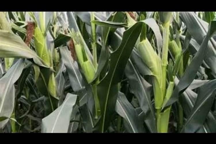 水稻硼肥的作用及使用方法