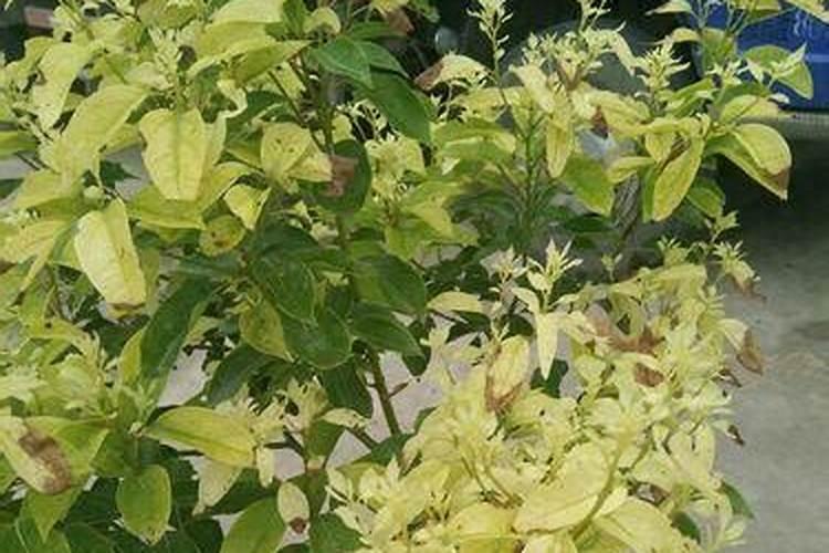 香樟树的病虫害？
