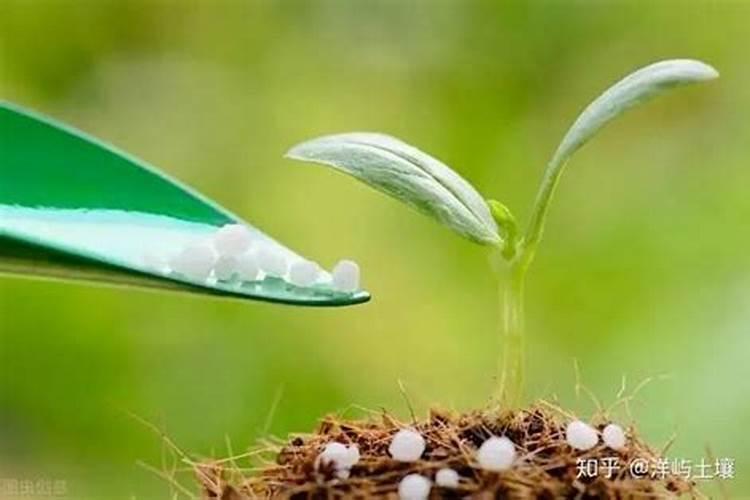 什么肥能促进花芽分化、发芽期间施什么肥