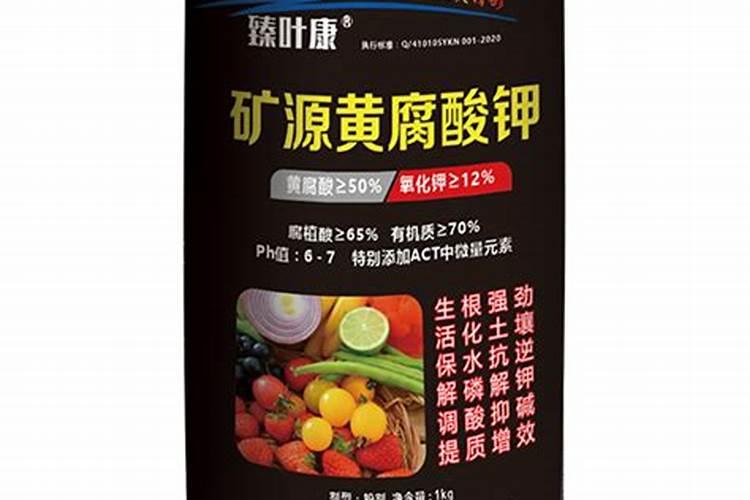 幸福树老桩发芽怎么养护 幸福树老桩发芽的养护方法