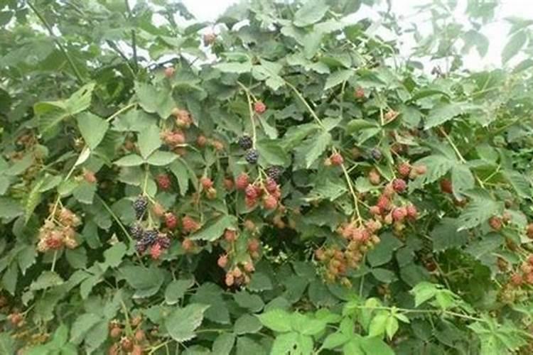 种树莓施什么肥