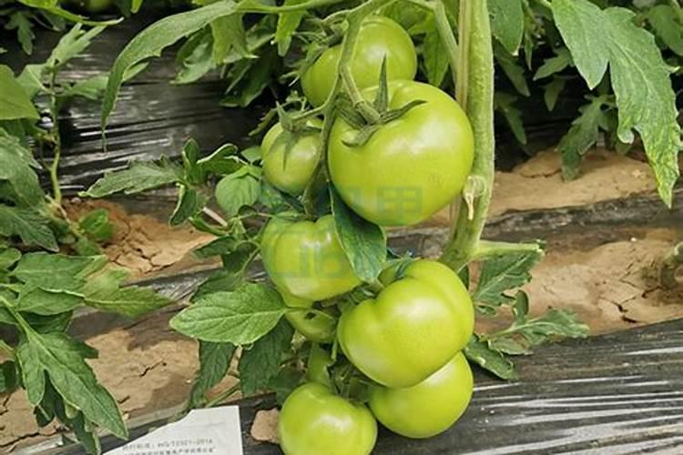 南方莆田庭院种植什么花比较好 南方莆田庭院种植哪些花比较好