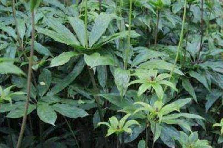 种植马铃薯需要掌握的施肥技巧有哪些 马铃薯养殖方法