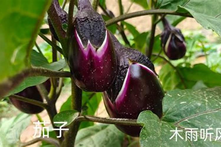 茄子需要什么肥料