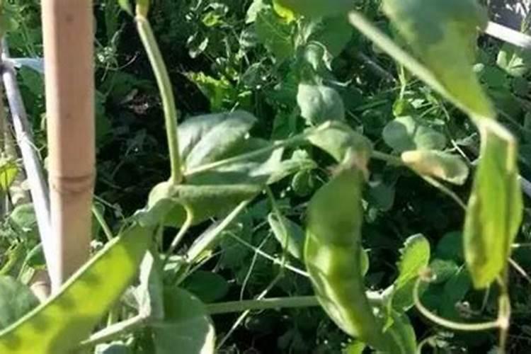 荷兰豆怎样追肥？