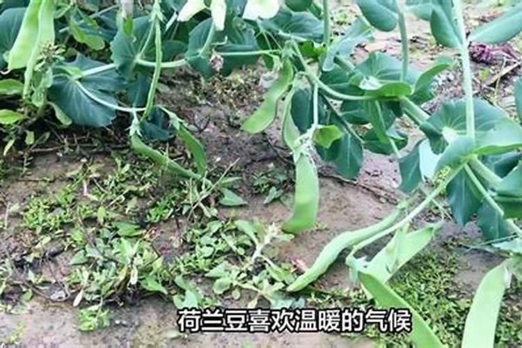 如何掌握荷兰豆的施肥技术？
