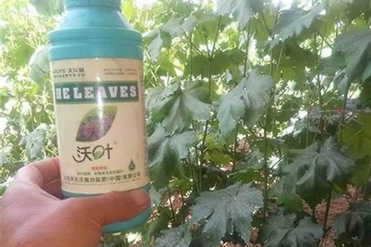 芸苔素使用有什么禁忌 芸苔素应该怎么使用