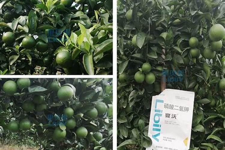 种柑橘用什么肥料最好