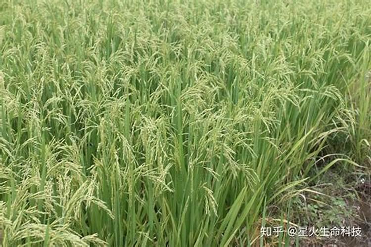 冬枣树环剥后,树叶发黄应喷啥叶面肥？