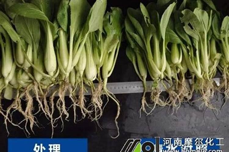 石榴树十年没结果咋回事