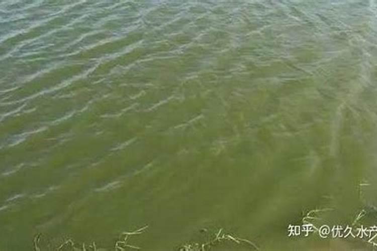 池塘如何正确肥水,减少误区