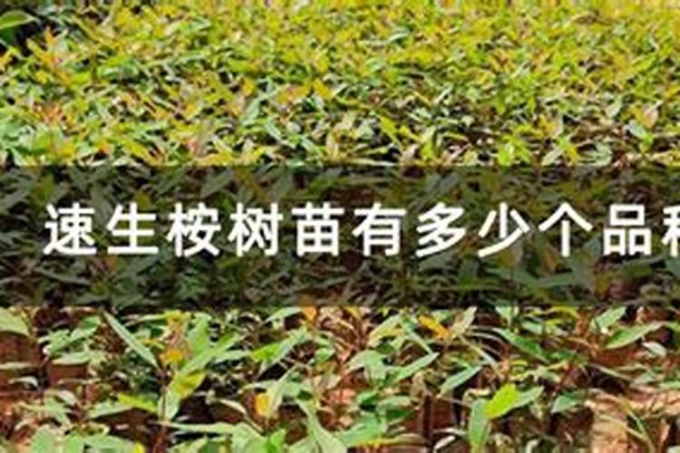 桉树放什么肥料长的比较快？