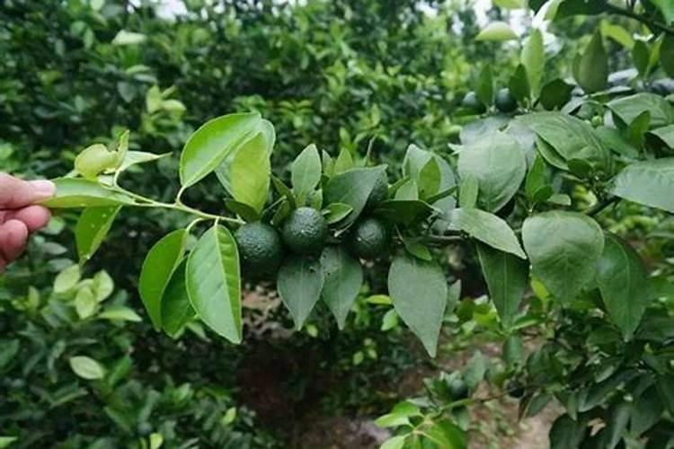 油茶树一年施几次肥料