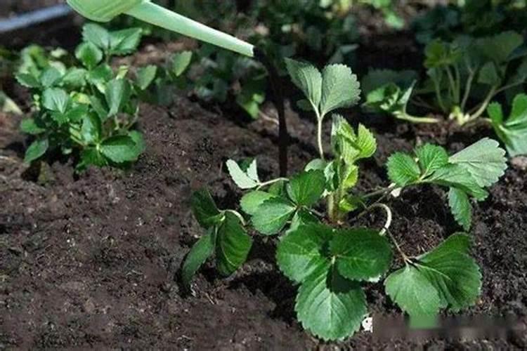 钾肥是什么肥料 植物缺少钾肥会怎么样