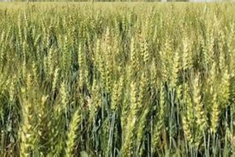 韩国大棵香菜种植技术 怎么施肥好