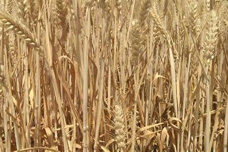 苦瓜是一种喜氮、钾型蔬菜,苦瓜施用氮钾肥的方法有哪些？