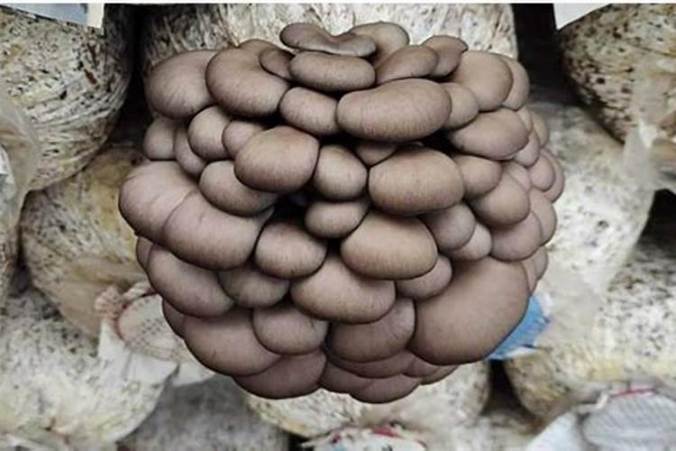 大蒜什么时间追肥,用什么肥料最佳