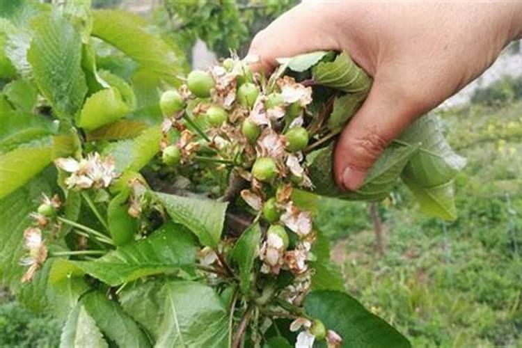 大樱桃用什么肥料早熟还上色