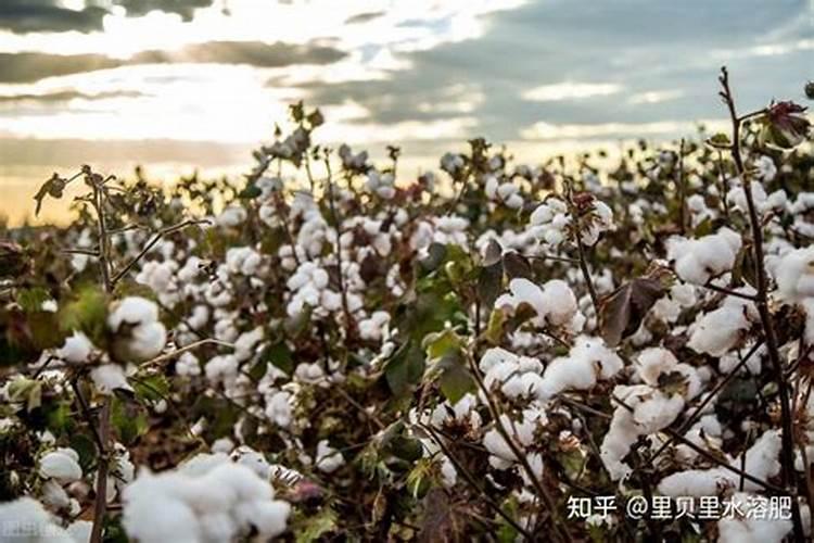 谷子叶面肥啥时候喷好 用什么叶面肥增产