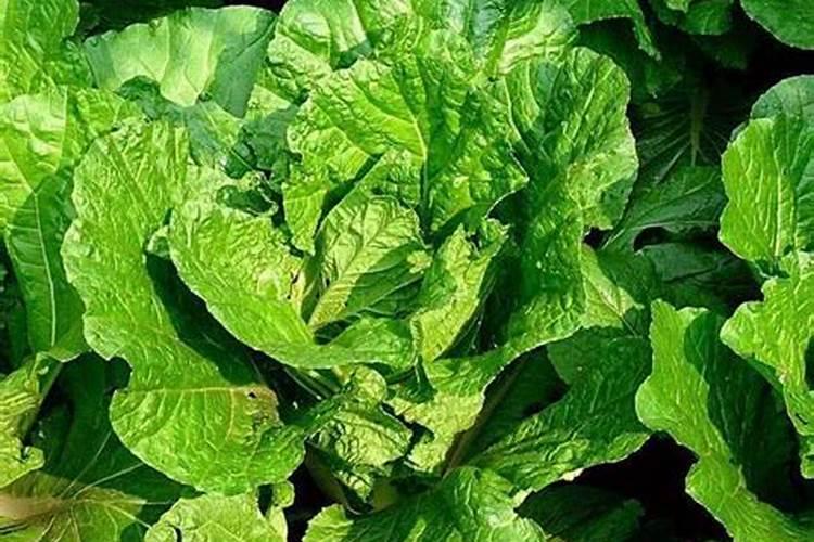 豆浆剩下的豆渣可以做肥料吗