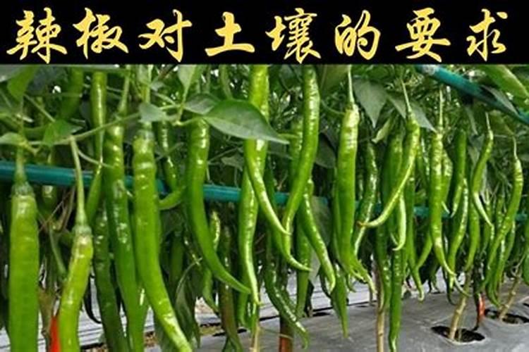 尖椒施肥用什么肥料