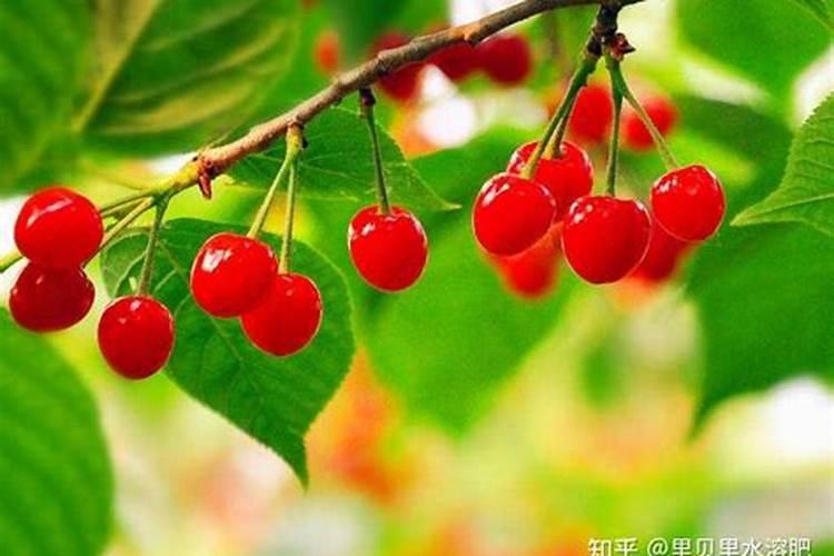樱桃花期喷什么药坐果