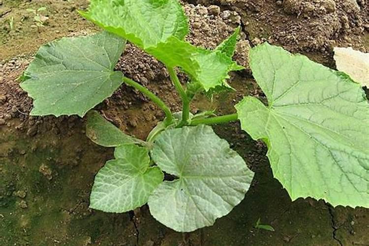 黄瓜生根最好的肥料黄瓜生根最好的肥料介绍