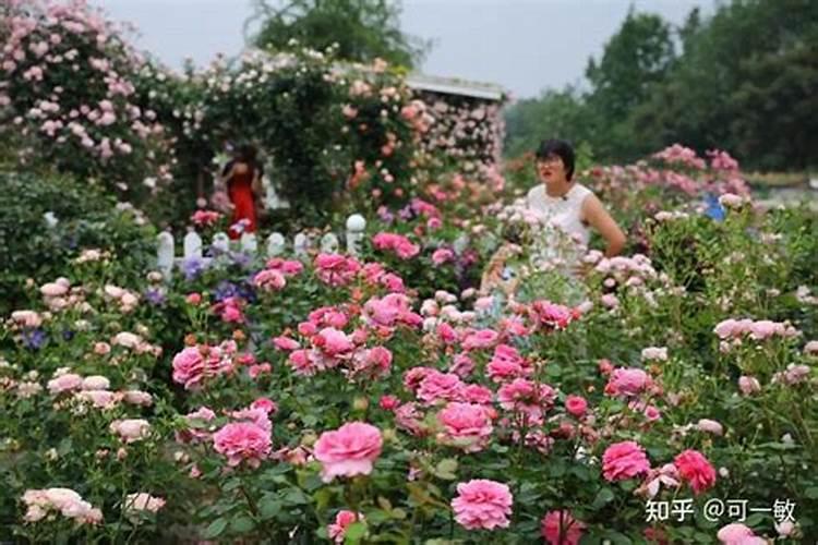 月季开花用什么肥