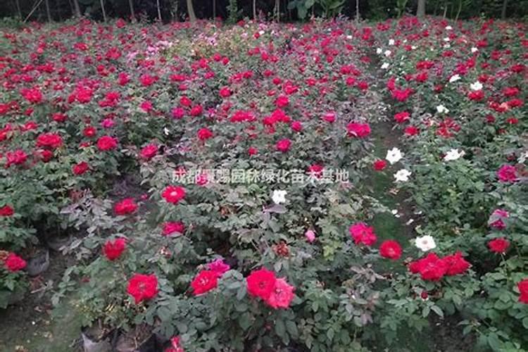 月季施什么肥(两种方案)